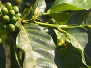 Bönorna kommer från kaffeplantan
