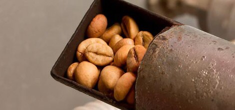Röstade bönor – mörkare rostningar innehåller mindre koffein