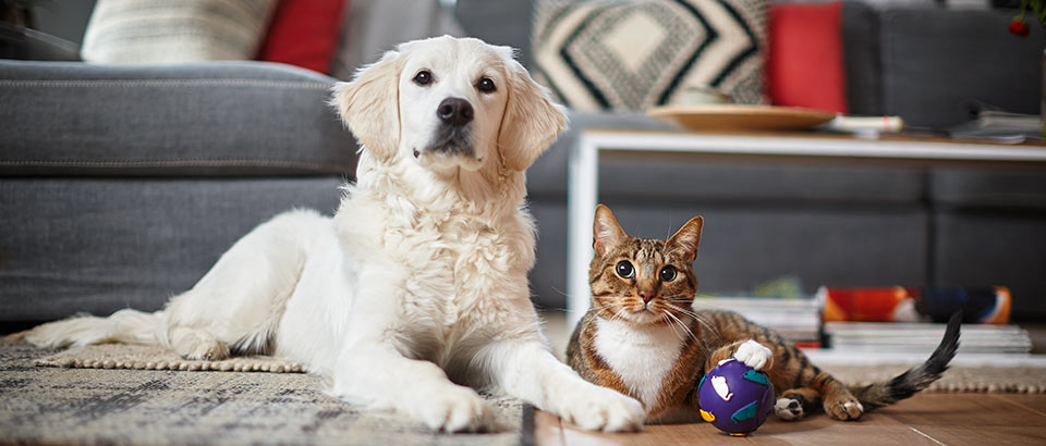 Allergener hemma – husdjursmäll